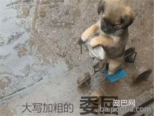 主酬报狗狗制作雨天遛狗神器，狗子上去后一秒石化…-3.jpg