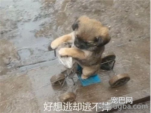 主酬报狗狗制作雨天遛狗神器，狗子上去后一秒石化…-4.jpg