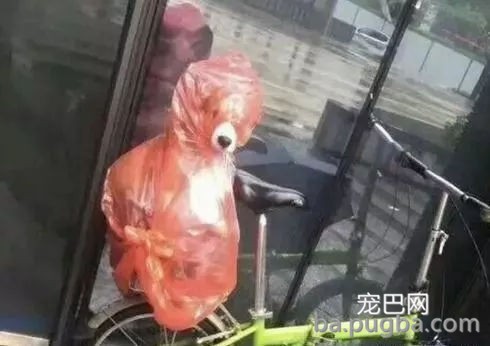 主酬报狗狗制作雨天遛狗神器，狗子上去后一秒石化…-1.jpg