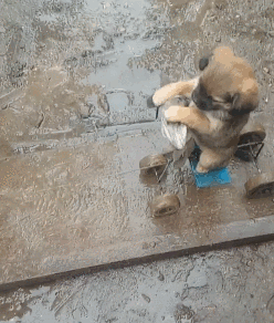 主酬报狗狗制作雨天遛狗神器，狗子上去后一秒石化…-5.gif