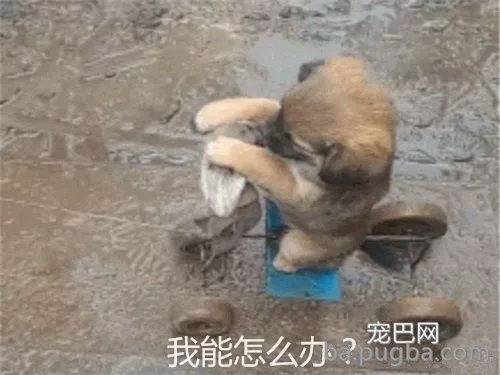 主酬报狗狗制作雨天遛狗神器，狗子上去后一秒石化…-2.jpg