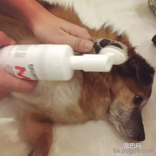 主酬报狗狗制作雨天遛狗神器，狗子上去后一秒石化…-9.jpg