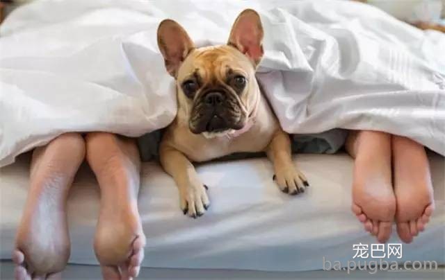 和狗狗同床共枕好还是不好，看完你就知道了！-2.jpeg