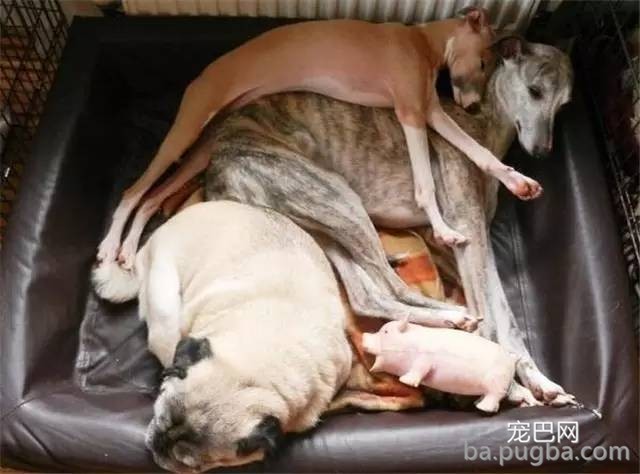 和狗狗同床共枕好还是不好，看完你就知道了！-5.jpeg
