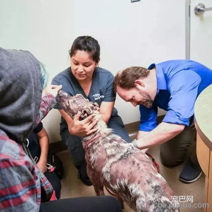 狗狗因为皮肤病被扔，快要被安乐时被拦住“谢谢好心人救了我”-4.jpeg