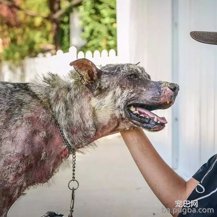 狗狗因为皮肤病被扔，快要被安乐时被拦住“谢谢好心人救了我”-3.jpeg