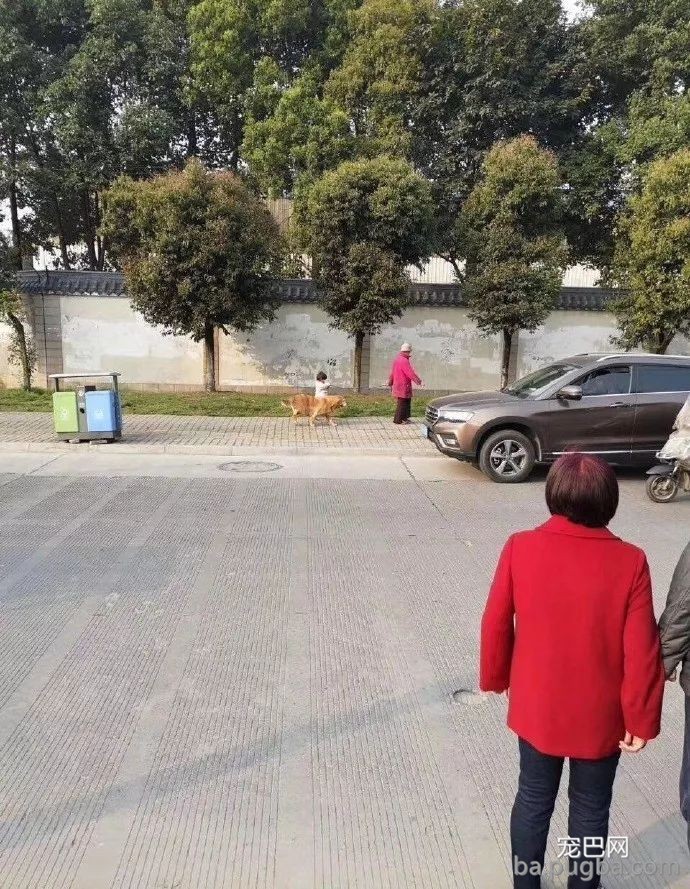 偶遇一位奶奶牵孙女遛狗，可认真看了下，奶奶是不是牵错了？-1.jpeg