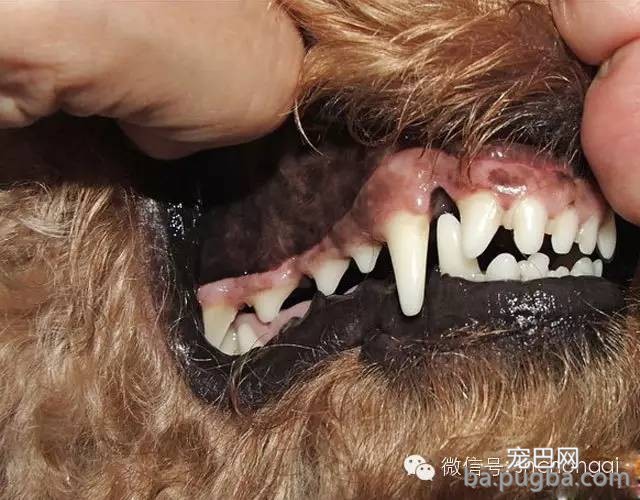 狗狗的磨牙期如何宁静的度过-1.jpeg