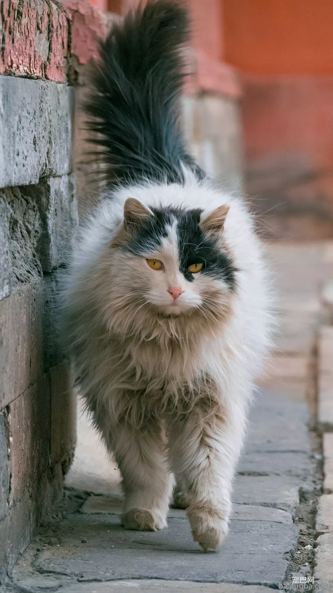 年度故宫御猫美照大赏，并附亲身撸猫攻略！-3.jpg