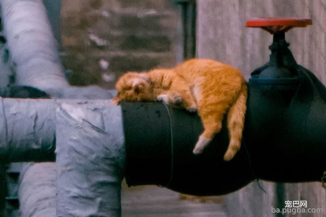 年度故宫御猫美照大赏，并附亲身撸猫攻略！-2.jpg