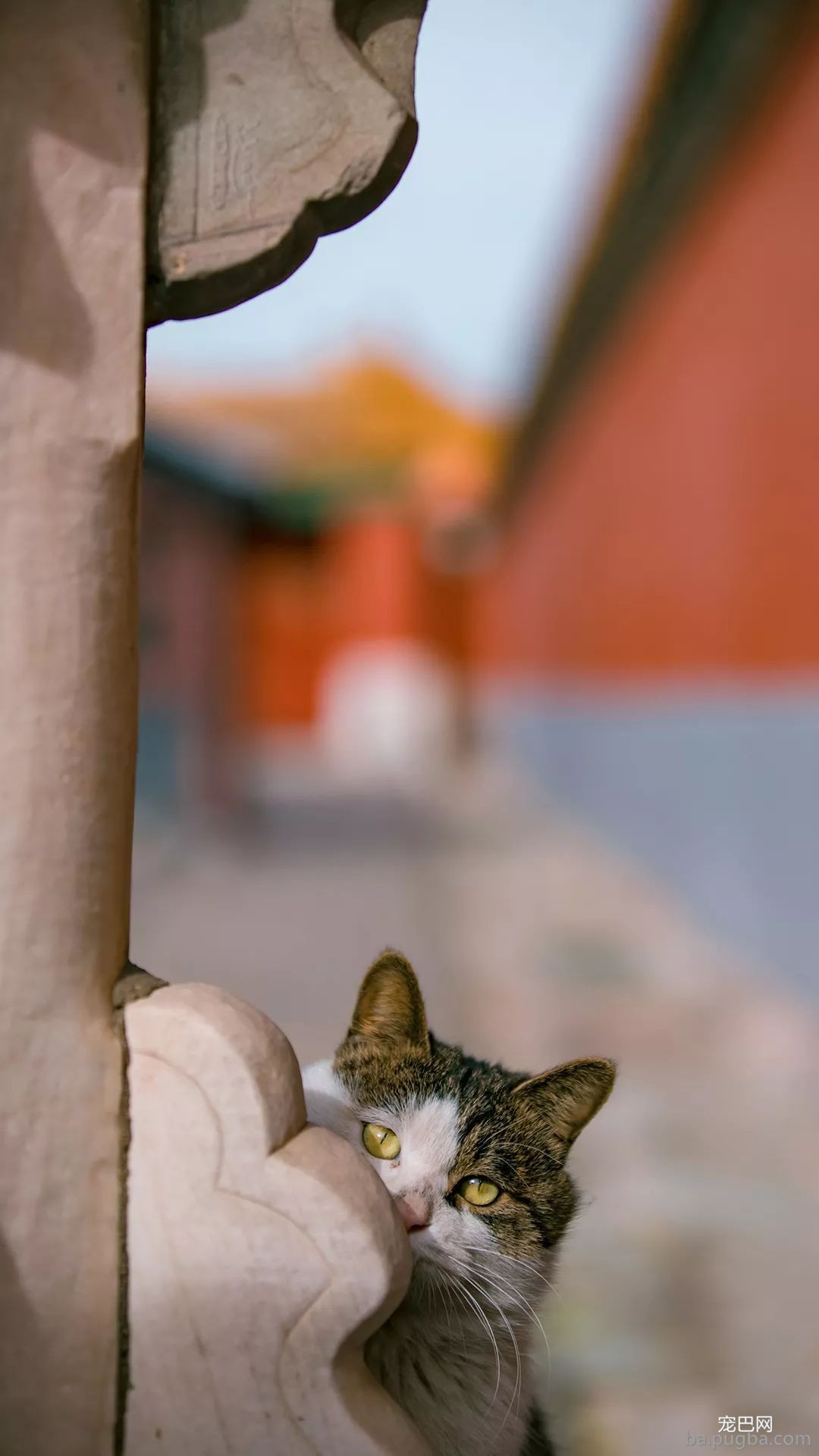 年度故宫御猫美照大赏，并附亲身撸猫攻略！-6.jpg
