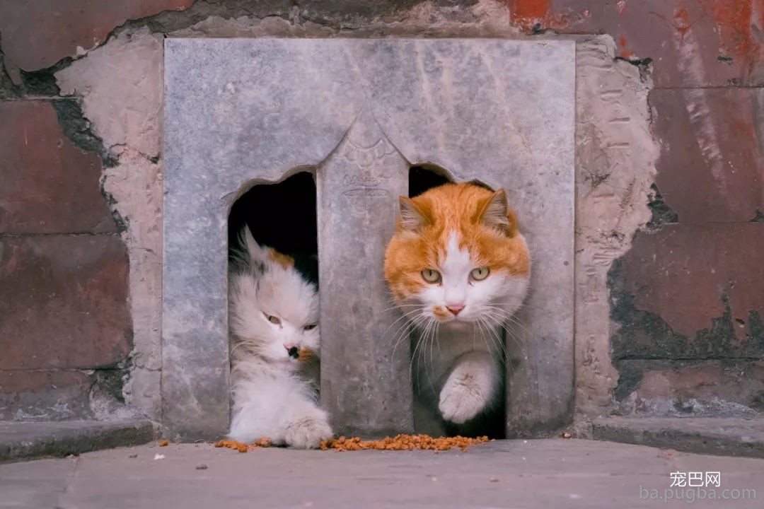 年度故宫御猫美照大赏，并附亲身撸猫攻略！-4.jpg