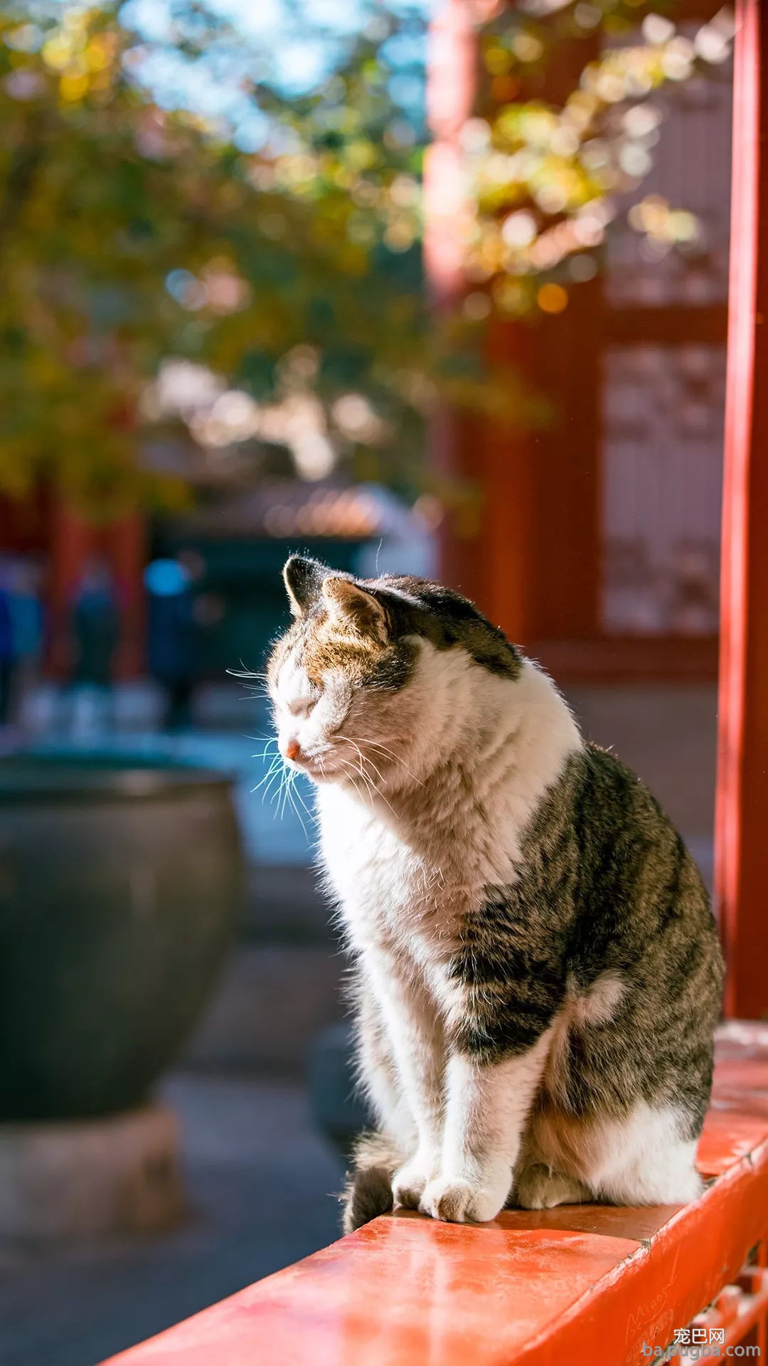 年度故宫御猫美照大赏，并附亲身撸猫攻略！-7.jpg