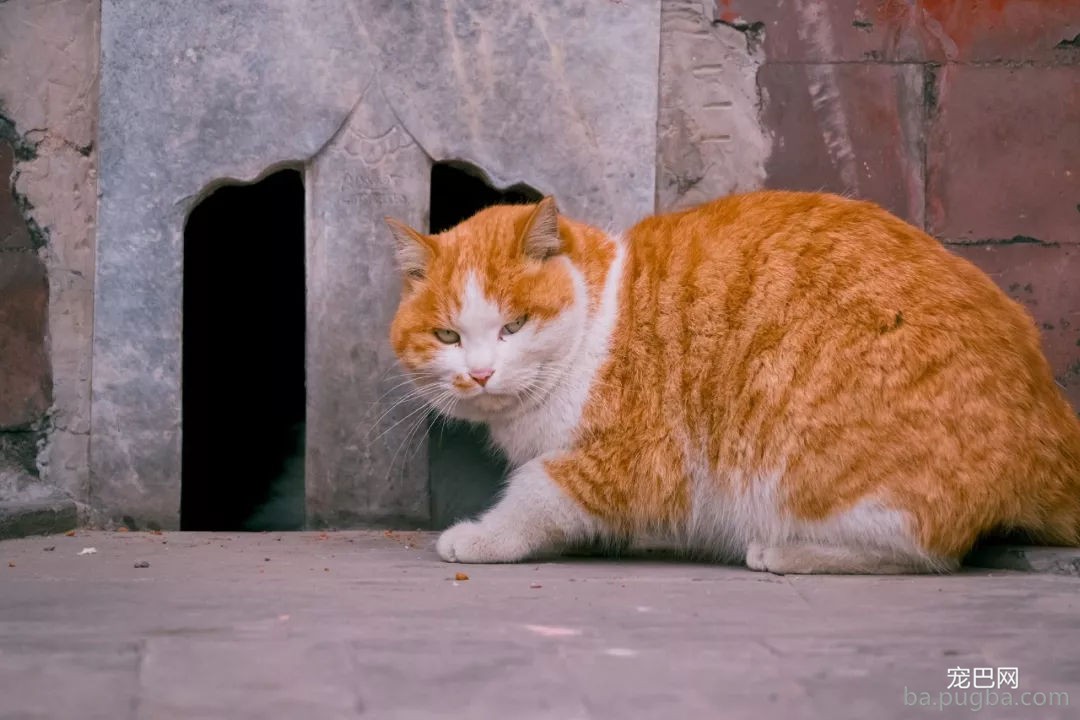 年度故宫御猫美照大赏，并附亲身撸猫攻略！-5.jpg