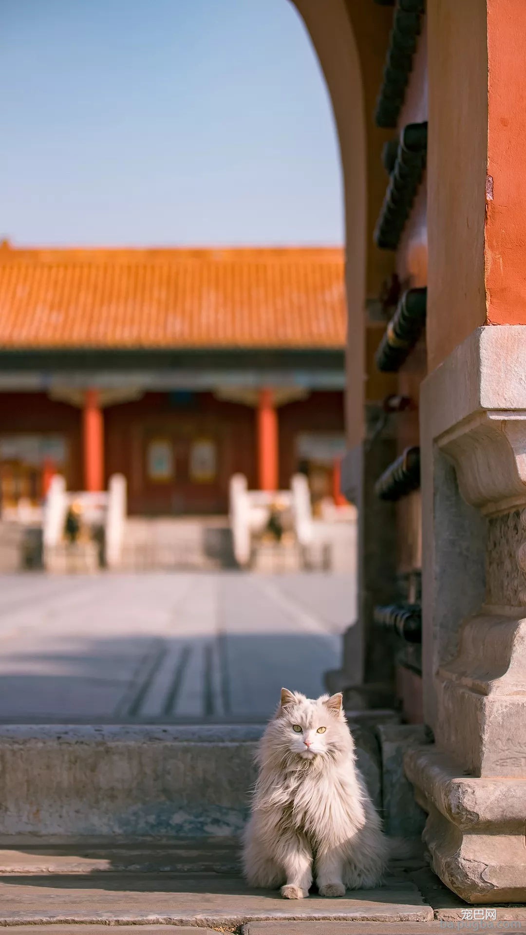 年度故宫御猫美照大赏，并附亲身撸猫攻略！-9.jpg