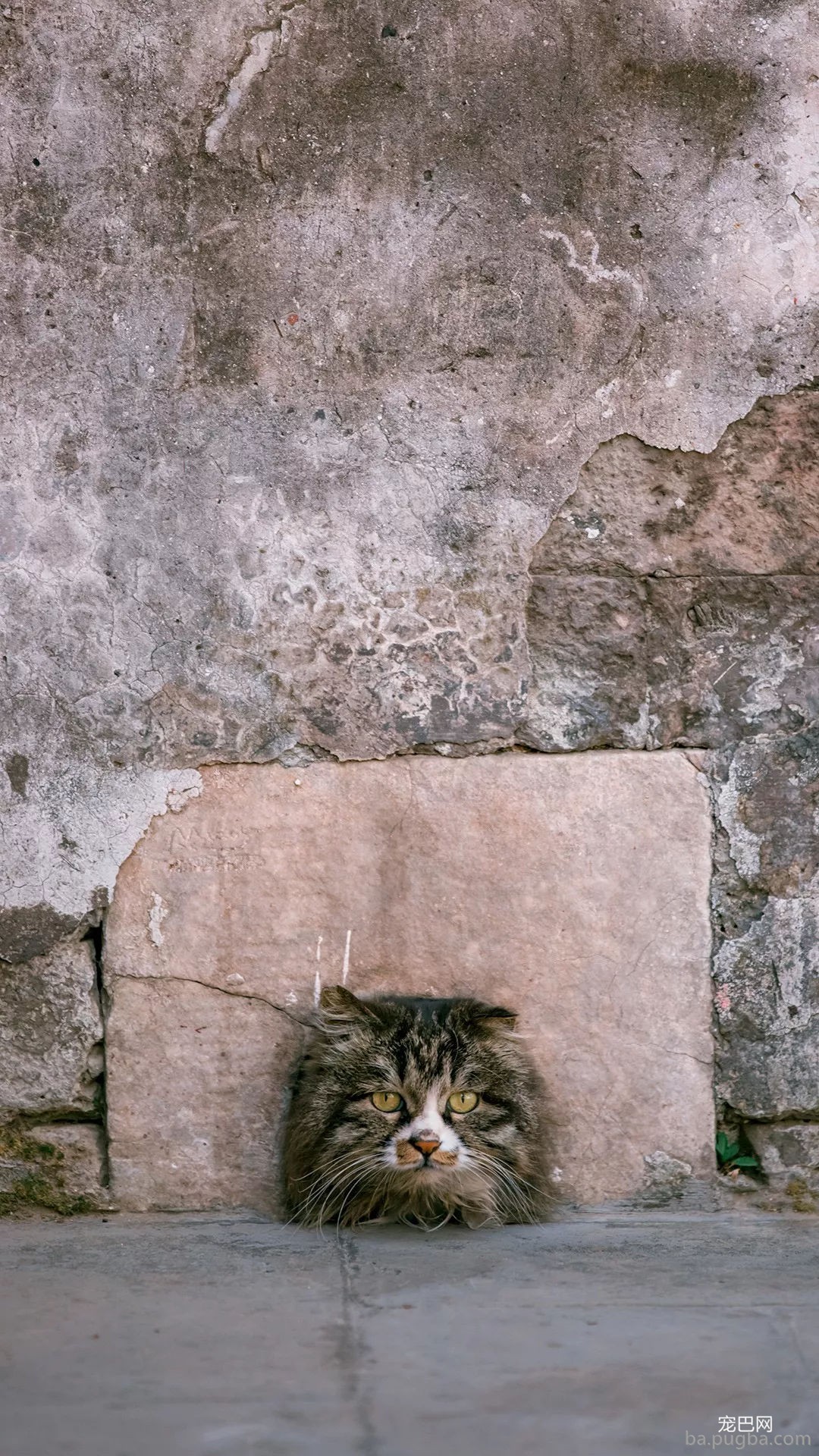 年度故宫御猫美照大赏，并附亲身撸猫攻略！-10.jpg