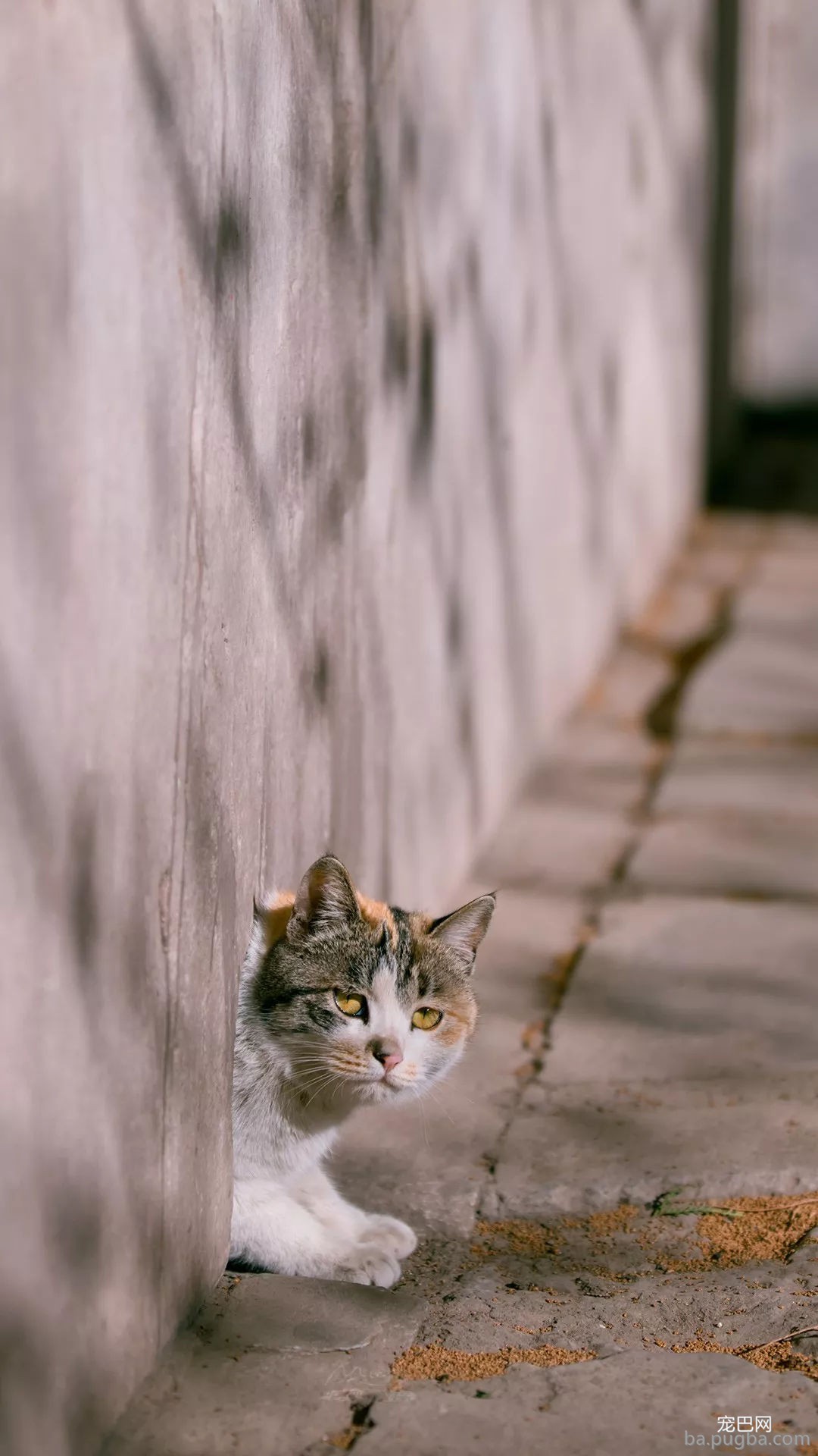 年度故宫御猫美照大赏，并附亲身撸猫攻略！-8.jpg