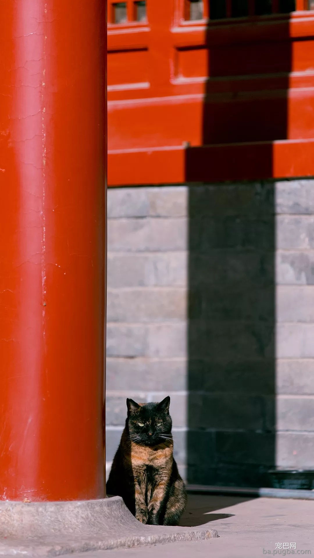 年度故宫御猫美照大赏，并附亲身撸猫攻略！-13.jpg