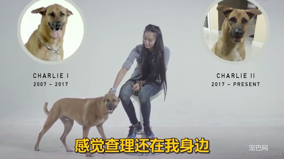 给你一个让失去的爱犬，再“回来”你身边的时机，你愿意测验考试吗？-3.jpeg