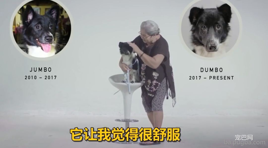 给你一个让失去的爱犬，再“回来”你身边的时机，你愿意测验考试吗？-6.jpeg