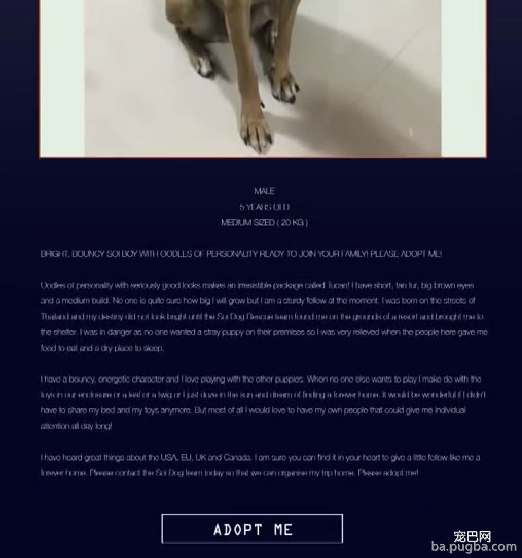 给你一个让失去的爱犬，再“回来”你身边的时机，你愿意测验考试吗？-5.jpeg