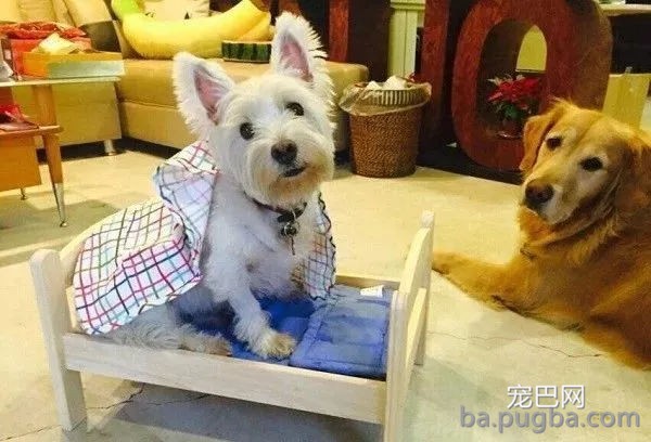 给家里小狗买了专用床，这事被大金毛知道后…-2.jpg