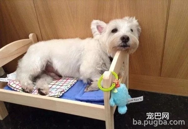 给家里小狗买了专用床，这事被大金毛知道后…-1.jpg