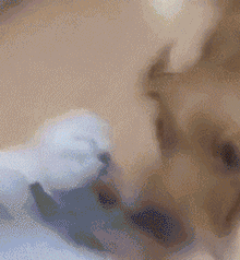 给家里小狗买了专用床，这事被大金毛知道后…-6.gif