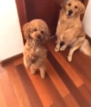 给家里小狗买了专用床，这事被大金毛知道后…-9.gif