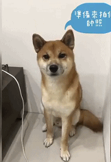 给家里小狗买了专用床，这事被大金毛知道后…-10.gif