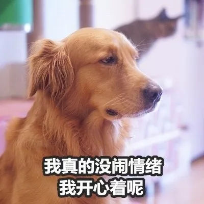 给家里小狗买了专用床，这事被大金毛知道后…-13.jpg