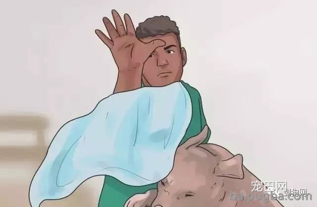 《汪星人劝架宝典》，请大家收好！-3.jpeg