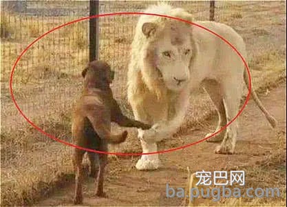 狗狗总喜欢欺负小狮子，分开两年再次相见，狮子：狗哥你打动不-3.jpg