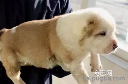 动物远比人类要仁慈许多，这些图片就能证明！-1.jpeg