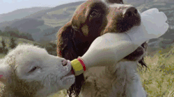 动物远比人类要仁慈许多，这些图片就能证明！-5.gif