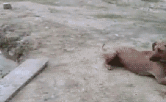 动物远比人类要仁慈许多，这些图片就能证明！-7.gif