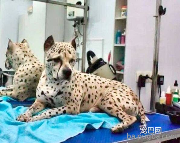 你们这么“玩狗”，狗说啥了吗？-1.jpeg
