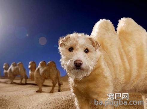 你们这么“玩狗”，狗说啥了吗？-4.jpeg