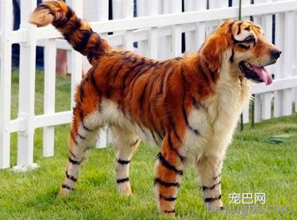 你们这么“玩狗”，狗说啥了吗？-2.jpeg