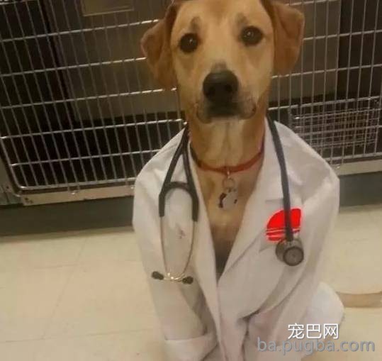 你们这么“玩狗”，狗说啥了吗？-10.jpeg