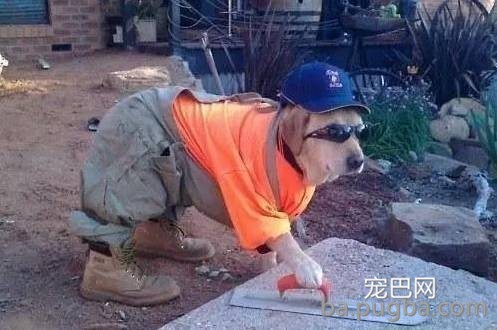 你们这么“玩狗”，狗说啥了吗？-12.jpeg