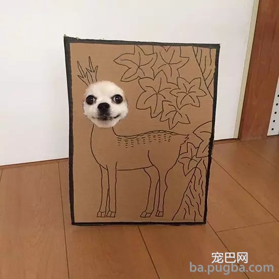 你们这么“玩狗”，狗说啥了吗？-22.jpeg