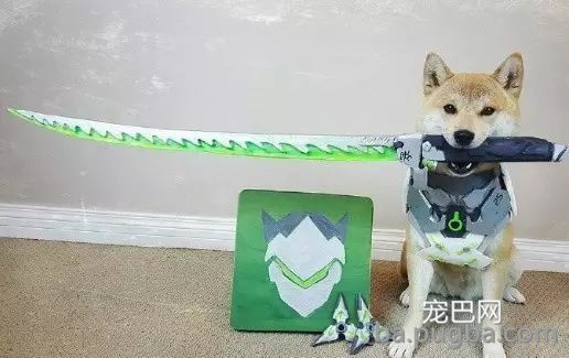你们这么“玩狗”，狗说啥了吗？-19.jpeg
