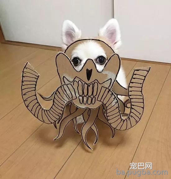 你们这么“玩狗”，狗说啥了吗？-25.jpeg