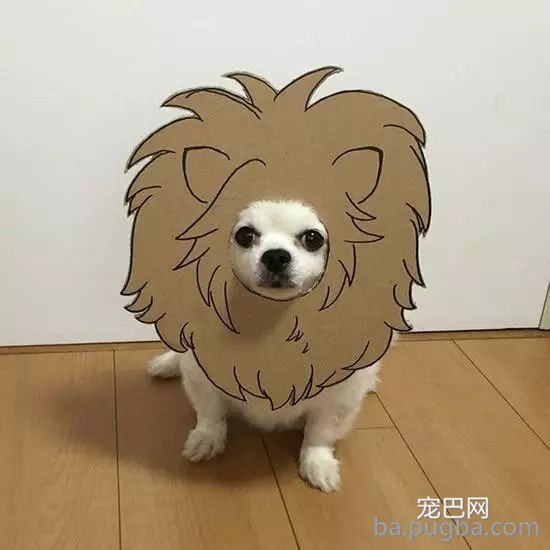 你们这么“玩狗”，狗说啥了吗？-23.jpeg