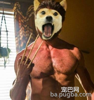 你们这么“玩狗”，狗说啥了吗？-28.jpeg