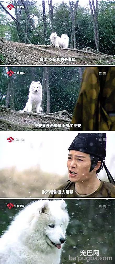 你们这么“玩狗”，狗说啥了吗？-32.jpeg