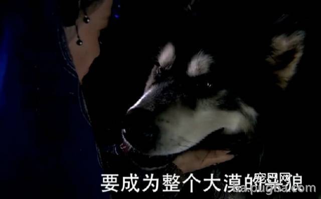 你们这么“玩狗”，狗说啥了吗？-33.jpeg