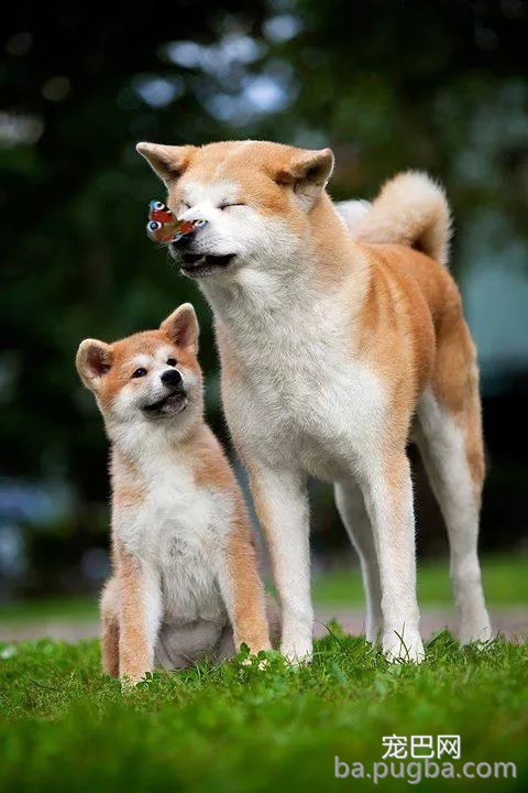 #秋田犬面临灭绝#陪祖先吃过苦的狗，不配享清福？-1.jpeg