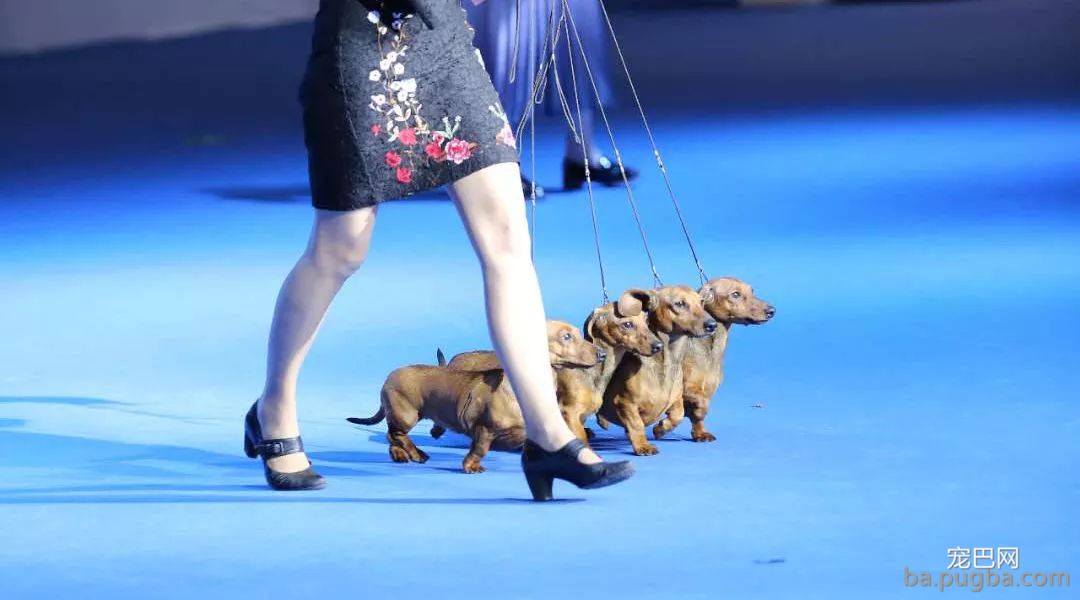 #秋田犬面临灭绝#陪祖先吃过苦的狗，不配享清福？-4.jpeg